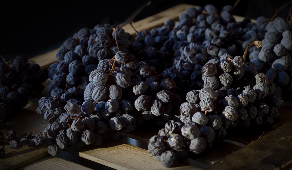 Appassimento grapes
